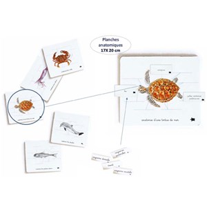 Mon coffret Montessori des océans