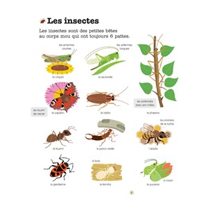 Les petites bêtes