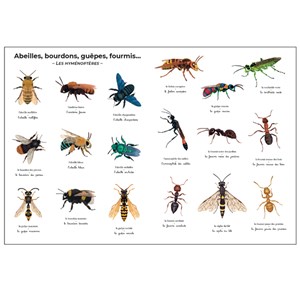 Imagier géant du Père Castor