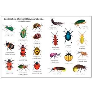 Imagier géant du Père Castor