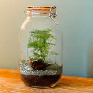 Terrarium à composer soi-même