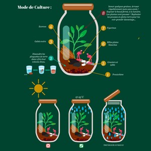 Terrarium à composer soi-même