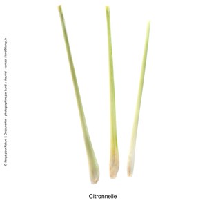 Huile essentielle bio* citronnelle 15ml