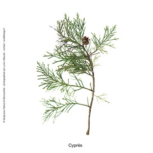 Huile essentielle bio* de cyprès 15 ml