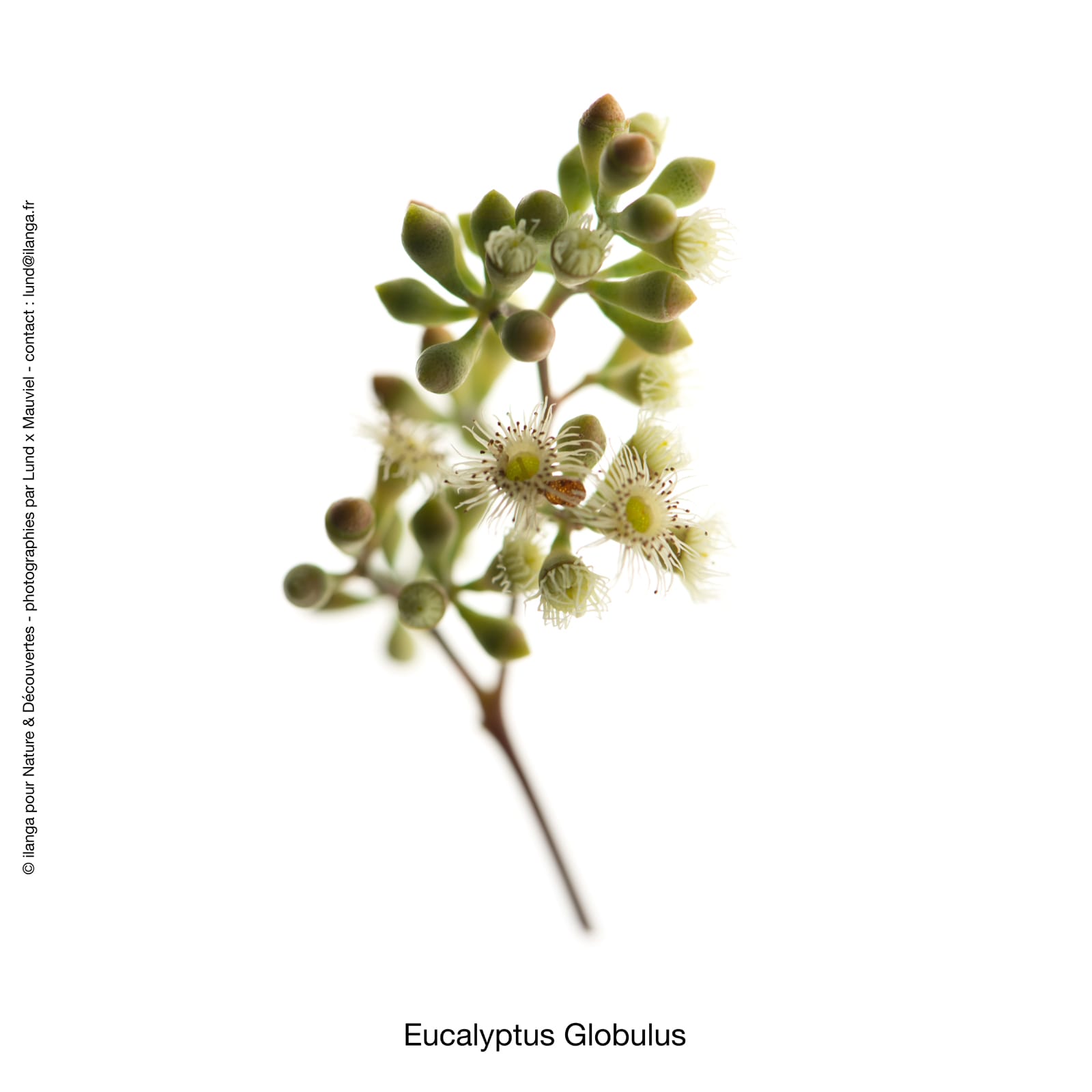 Huile essentielle eucalyptus globulus bio et équitable I Terra Etica
