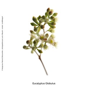 Huile essentielle eucalyptus globulus*