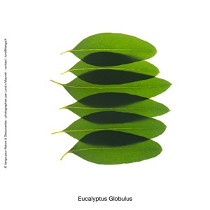 Huile essentielle eucalyptus globulus*