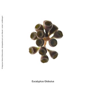 Huile essentielle eucalyptus globulus*