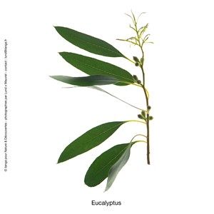 Huile essentielle bio eucalyptus radiata