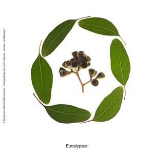 Huile essentielle bio eucalyptus radiata