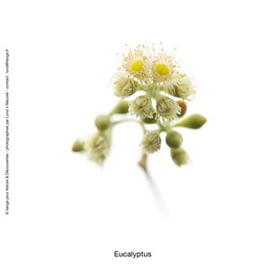 Huile essentielle bio eucalyptus radiata