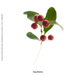 Huile essentielle bio* de gaulthérie
