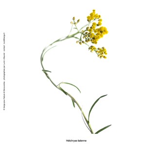 Huile essentielle bio* d’hélichryse 5ml