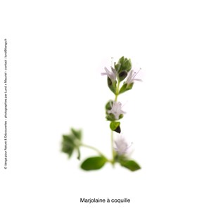 Huile essentielle bio* marjolaine 15ml