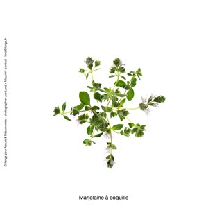 Huile essentielle bio* marjolaine 15ml