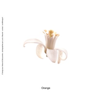 Huile essentielle bio* orange douce