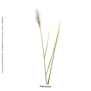 Huile essentielle bio* de palmarosa 15ml