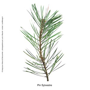Huile essentielle bio* Pin sylvestre