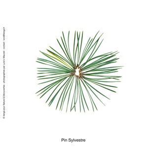 Huile essentielle bio* Pin sylvestre