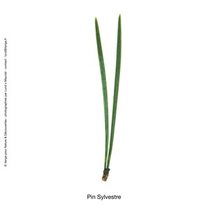 Huile essentielle bio* Pin sylvestre