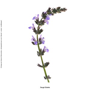 Huile essentielle bio* Sauge sclarée