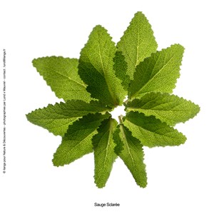 Huile essentielle bio* Sauge sclarée