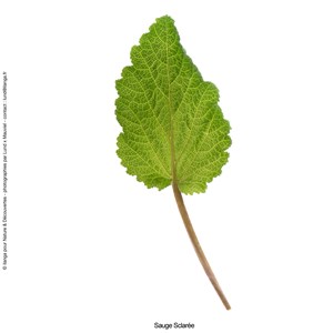 Huile essentielle bio* Sauge sclarée