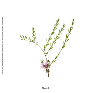Huile essentielle bio* de niaouli 15ml