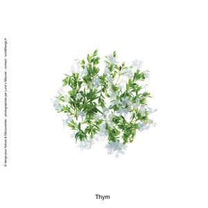 Huile essentielle bio* de thym linalol