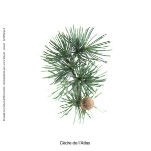 Huile essentielle bio* cèdre atlas 15ml