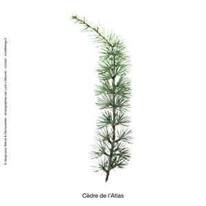 Huile essentielle bio* cèdre atlas 15ml