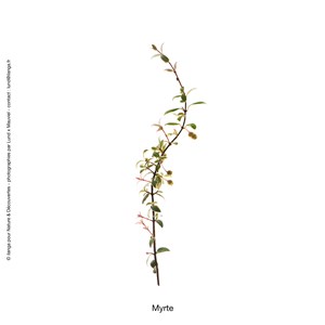 Huile essentielle bio* de myrte 15ml