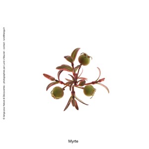 Huile essentielle bio* de myrte 15ml
