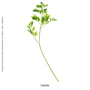 Huile essentielle bio* carotte 5ml