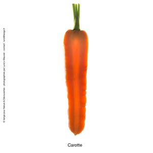 Huile essentielle bio* carotte 5ml