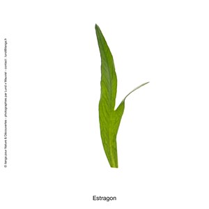 Huile essentielle d'estragon bio