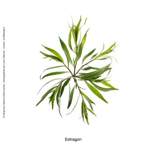 Huile essentielle d'estragon bio