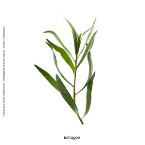 Huile essentielle d'estragon bio