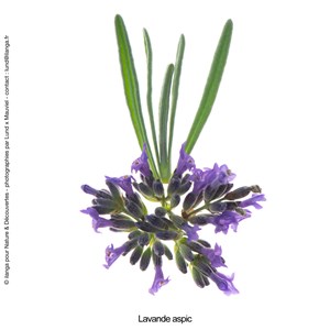 Huile essentielle de lavande aspic bio