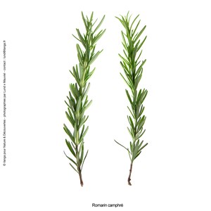 Huile essentielle bio romarin camphré