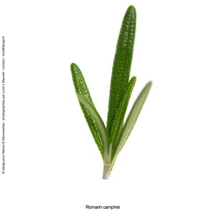 Huile essentielle bio romarin camphré