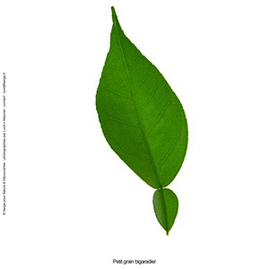 Huile essentielle petit grain bigaradier