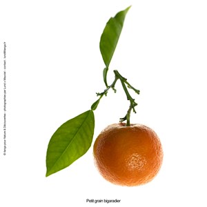 Huile essentielle petit grain bigaradier