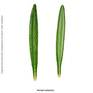 Huile essentielle bio romarin verbenone
