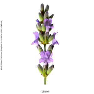 Huile essentielle bio* Pamplemousse