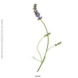 Huile essentielle bio* Pamplemousse
