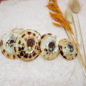 Coquillages d'allaitement S