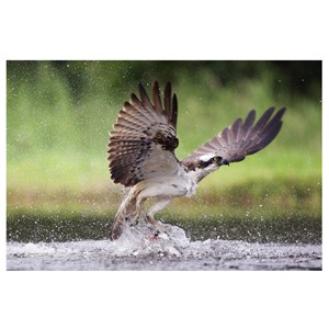Les saisons DVD