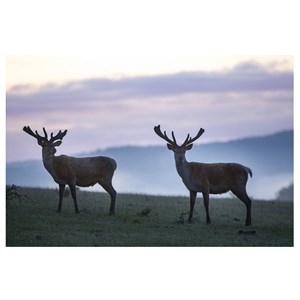 Les saisons DVD