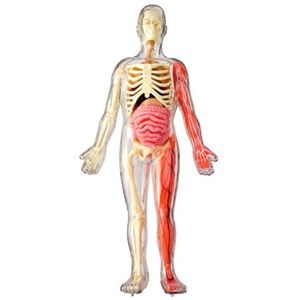 Coffret explore le corps humain